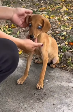 T2305011 Rescued an abandoned dog in the middle of the street part2