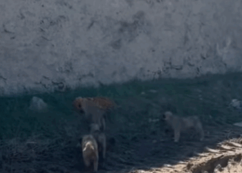 T0406037 Rescue of an abandoned dog family heroes rescue dog part2