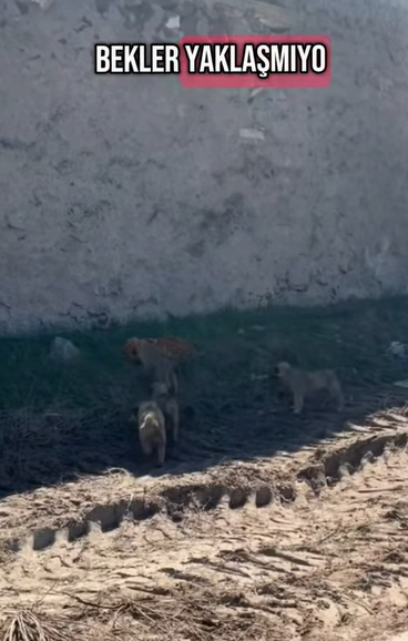 T0406037 Rescue of an abandoned dog family heroes rescue dog part2