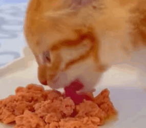 T0406052 Rescue newborn kitten rescuecat fyp foryoupage poor save part2