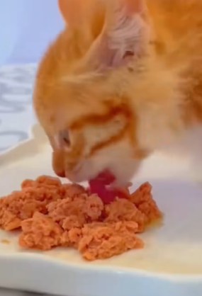 T0406052 Rescue newborn kitten rescuecat fyp foryoupage poor save part2