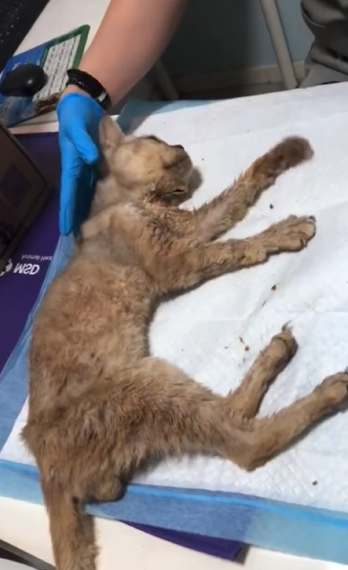 T1505026 Tears turned into tail wags part2