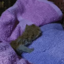 T1705016 Rescue of a little kitten abandoned without his mother part2