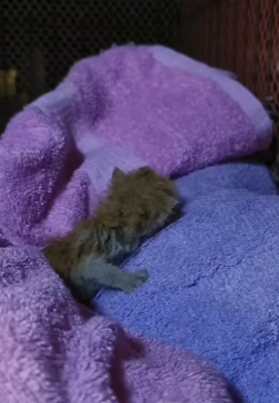 T1705016 Rescue of a little kitten abandoned without his mother part2