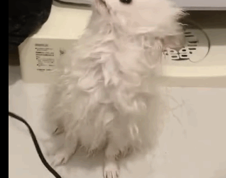 T1605033 rescued a little puppy that had been poisoned and left behind by its owner part2