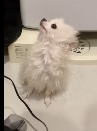 T1605033 rescued a little puppy that had been poisoned and left behind by its owner part2