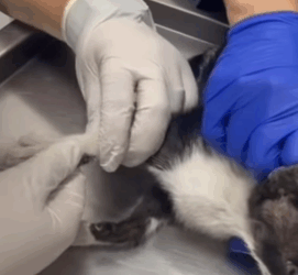 T1505039 She’s not alone anymore part2