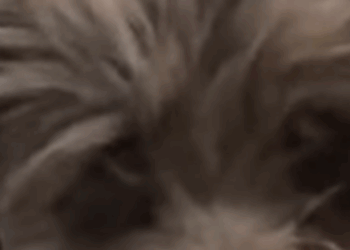 D1705024 If you thought this dog was smiling you ve mistaken he has lost his vision due to an accident part2