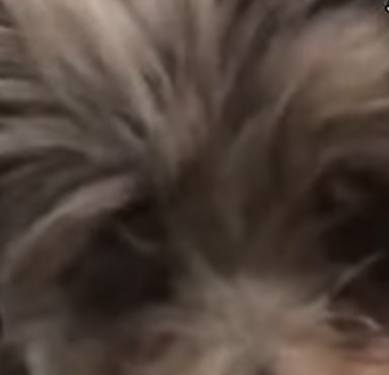 D1705024 If you thought this dog was smiling you ve mistaken he has lost his vision due to an accident part2