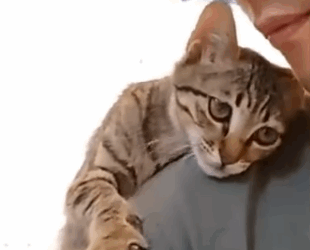 T1905024 This mother cat unfortunately passed away leaving behind weak kittens part2