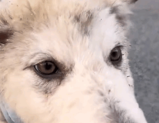 T2105004 Rescue dog part2