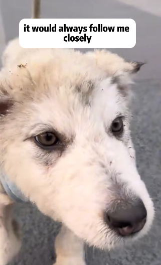 T2105004 Rescue dog part2