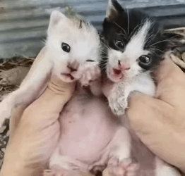 T2305010 Rescue of two little abandoned kittens part2