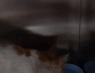 T2505007 A stray cat was hit by a car and its blood kept flowing part2