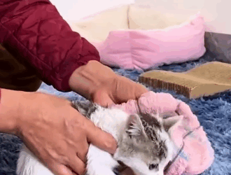 T0406062 Rescue kitten on the road rescuecat rescuekitten rescueanimals cat catsoftiktok kitten kittensoftiktok animals fy part2