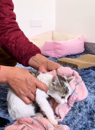 T0406062 Rescue kitten on the road rescuecat rescuekitten rescueanimals cat catsoftiktok kitten kittensoftiktok animals fy part2