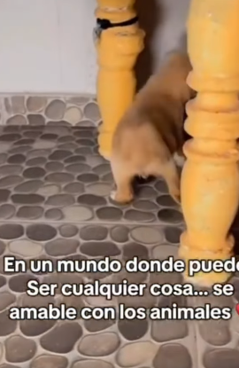 T1705019 Rescue of a puppy abandoned in the middle of the street part2