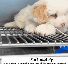 T1605026 encountered a stray puppy, and it followed me around like it knew me part2