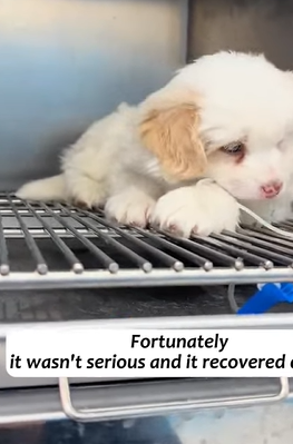 T1605026 encountered a stray puppy, and it followed me around like it knew me part2