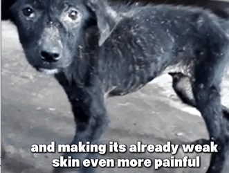 D1705017 One Limping Step to Hope Dog Rescue Story part2