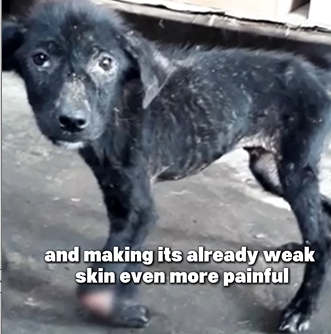 D1705017 One Limping Step to Hope Dog Rescue Story part2