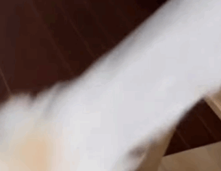 T2105010 Rescue cat part2