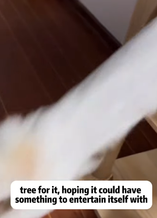 T2105010 Rescue cat part2