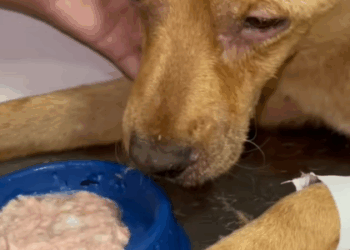 T0406038 Rescue of an abandoned dog collapsed on the ground part2