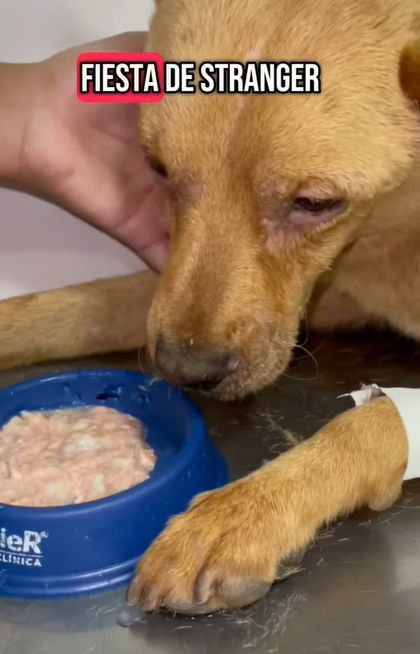 T0406038 Rescue of an abandoned dog collapsed on the ground part2