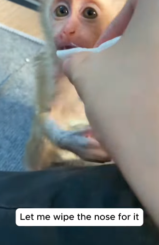 T0406051 Rescue monkey part2