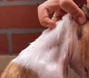 T1505005 Rescue of a small dog abandoned in the garbage part2