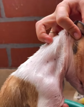 T1505005 Rescue of a small dog abandoned in the garbage part2