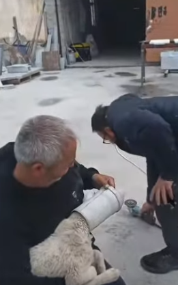 T1805016 Rescue of a small abandoned dog with a pipe part2