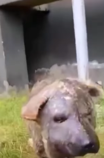 T1505004 Still scared, but safe part2