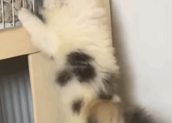 T1605039 Here comes an abandoned kitten walking towards me, and amazingly, it’s not the least bit scared of me part2