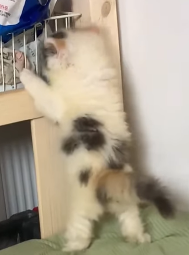 T1605039 Here comes an abandoned kitten walking towards me, and amazingly, it’s not the least bit scared of me part2