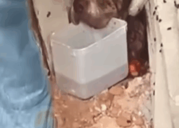 D1705027 group of construction worker found and rescued this poor dog while it was trying to eat toxic food part2