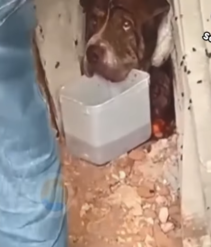 D1705027 group of construction worker found and rescued this poor dog while it was trying to eat toxic food part2