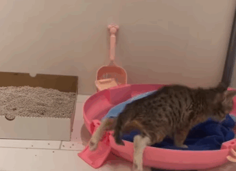 T2105032 Recause cat part2