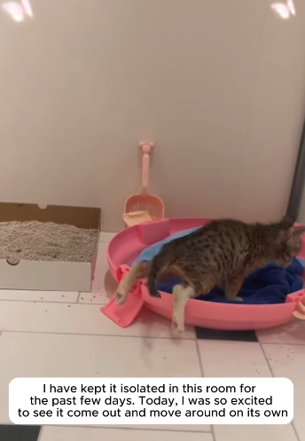 T2105032 Recause cat part2