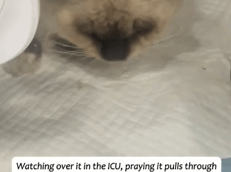 T2305024 While walking my dog, I found a dying cat in the bushes part2