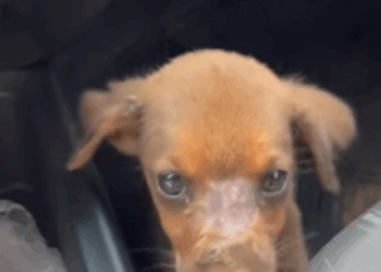 T0406017 Rescue of a small dog abandoned on a highway part2