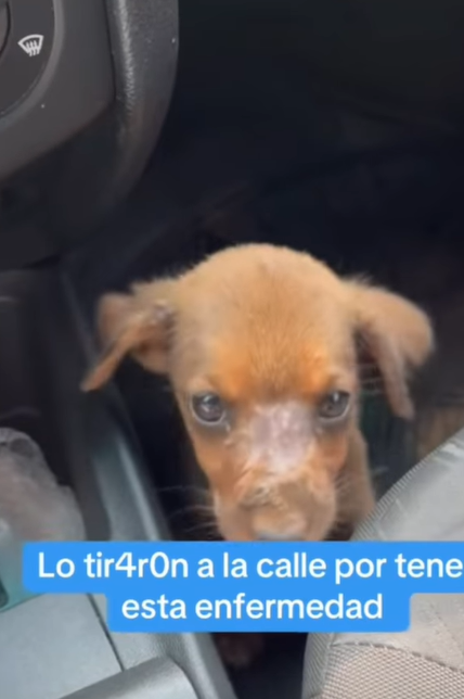 T0406017 Rescue of a small dog abandoned on a highway part2