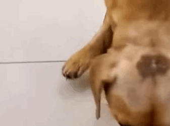 T0406065 Rescue dog fyp rescue animal rescueanimal rescuedog dog part2