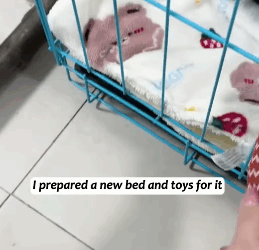 T1605030 How could I bear to turn a blind eye when that little cat with a broken leg was reaching out to me for help#fyp #animalsoftiktok #rescue #rescue #cat part2