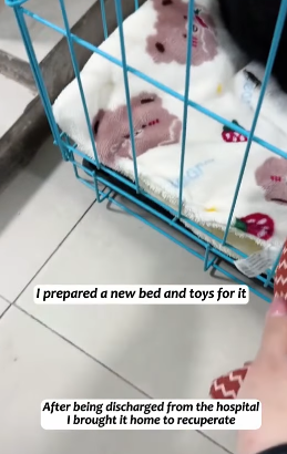 T1605030 How could I bear to turn a blind eye when that little cat with a broken leg was reaching out to me for help#fyp #animalsoftiktok #rescue #rescue #cat part2