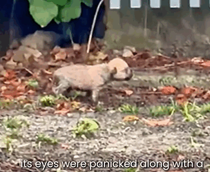 D1705013 Left in the Rain Dog Abandoned in the Storm part2