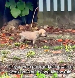 D1705013 Left in the Rain Dog Abandoned in the Storm part2