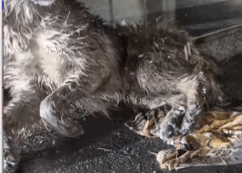 T1505008 Waiting for a miracle part2