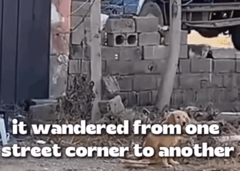 T1905019 This Dog Couldn Walk Until Love Changed Everything part2